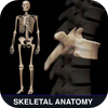 3D Skeletal of Anatomy.